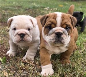 Gorgeous English bulldog puppies available