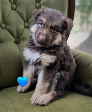German Shepherd Pups 