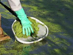 Animals - Great Food Suppliment