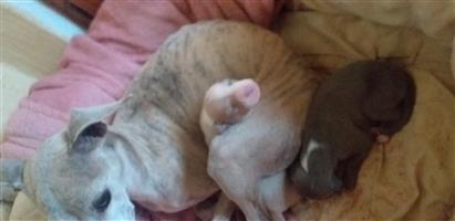 Italian greyhound gauteng pupies for sale  