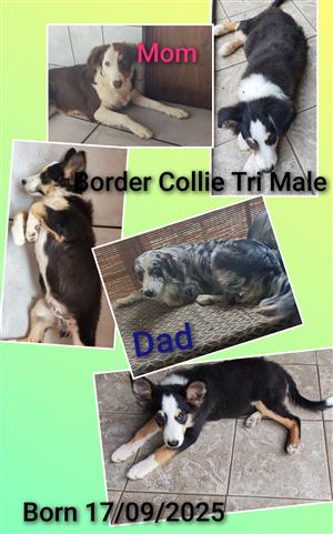 Tri Male Border Collie