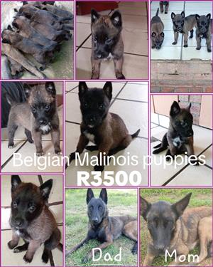 Belgian Malinois Puppies