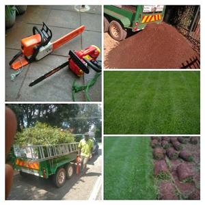 Tree felling services