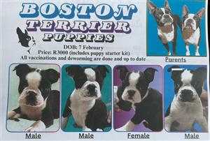 Boston Terrier Puppies Available 
