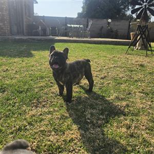 Beautiful French bulldog puppies available