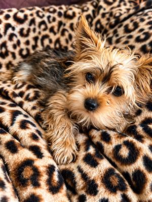 Yorkie Puppies 8 weeks old 
