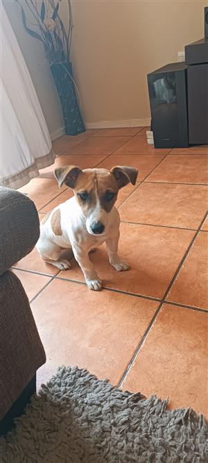 5 month old Jack russel girl