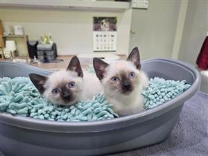 Ragdoll Siamese Male Kittens (snowsoes x1)