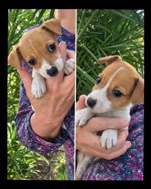 Jack Russell puppies