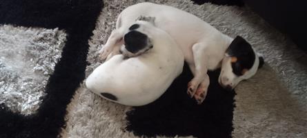 Jack Russell Puppies 