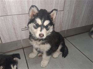 Husky puppy