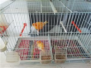 Double breeding bird cages 