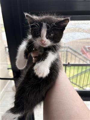 He is the last kitty left from his batch and we’re look for a home for him☺️😽