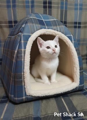 White Kitten available at Pet Shack SA