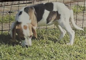 BEAUTIFUL BEAGLE PUP