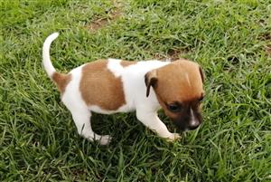 Beautiful Jack Russel puppies for sale - Males & Females