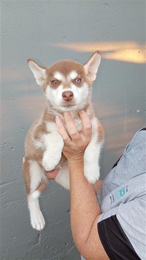 Husky puppies 