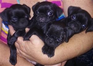 Pure Bred Pug puppies ready for loving home.