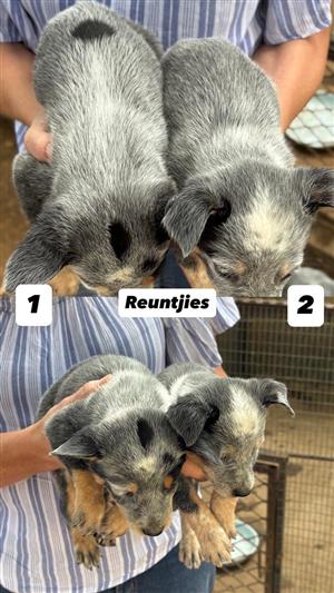 Opregte Australiese Beeshonde