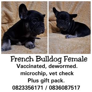 French bulldog puppies