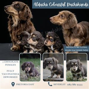 Mini Chocolate Long-hair Dachshunds