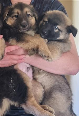 German shepherd mix Border Collie puppies for sale