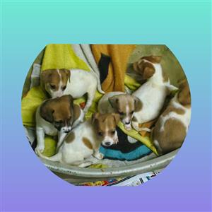Jack Russel pups