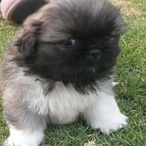 pickaninnies female puppy for sale 