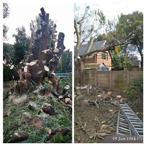 Cheap+Tree+felling