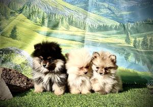 Very Tiny Pomeranian