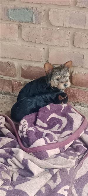 Yorkie Puppies black 