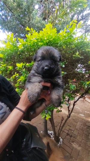 German Shepherd male puppies for sale 