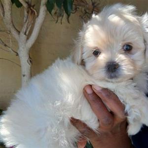 miniature Maltese 