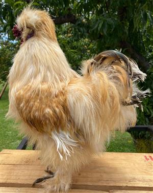 Chickens Silky Roosters