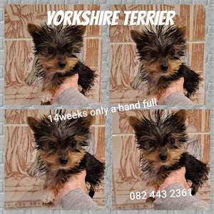 Yorkie little boy