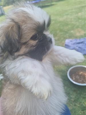 Shih Tzu male pup