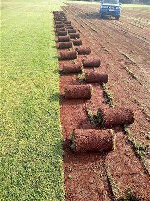 Instant lawn Kikuyu and lm on special