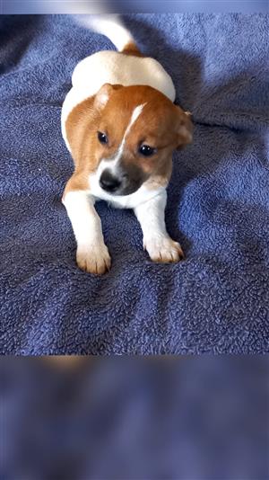 Jack Russel 
