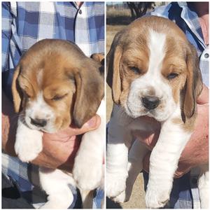 Free beagle puppies near 2024 me