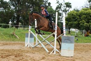 Gorgeous and easy tb mare 