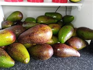 Avocados