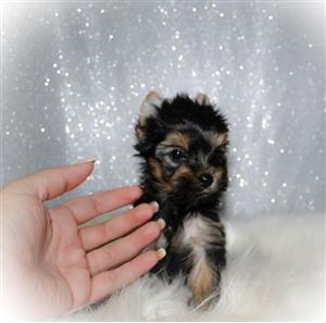 Yorkie Female and Male puppies