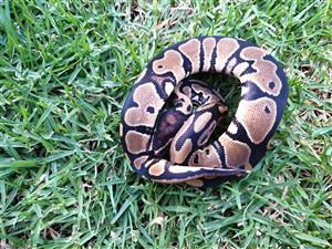 Ball python  for rehoming 