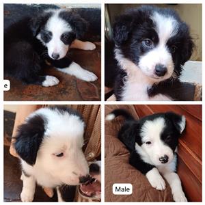 Border Collie puppies - sheepdog - skaaphond for sale