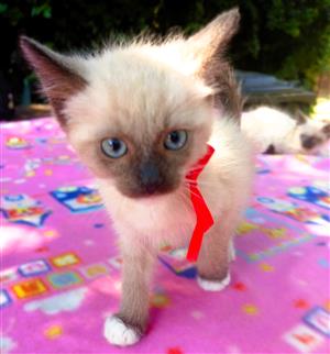 Beautiful Ragdoll Siamese kittens.