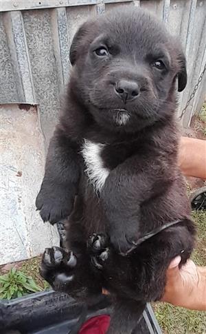Labardor pups