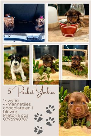 Yorkie pocket puppies
