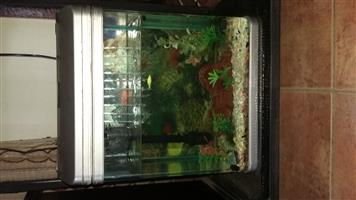 4 fish tanks 