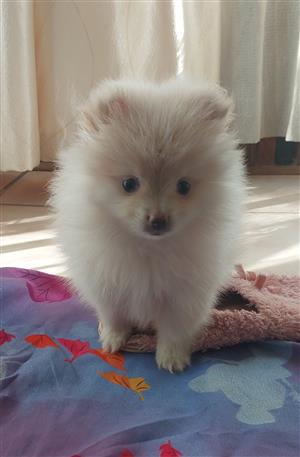 Pomeranian(Toypom) female puppy 