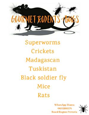 Gourmet Rodents &bugs contact Bianca 
